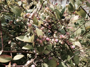 berry bush